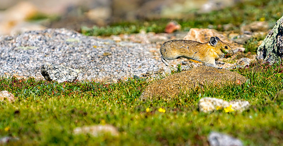 Pika Gathering-3