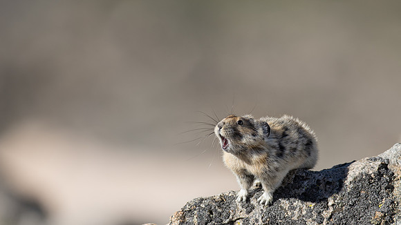 Pika Barking-03700
