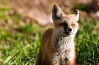 Fox Kit-4900