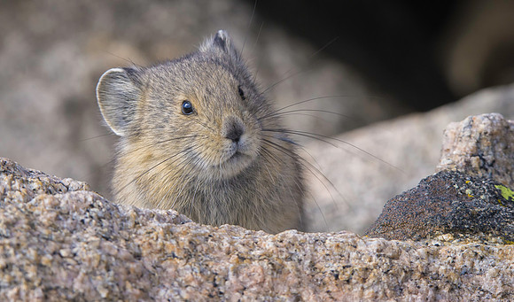 Pika-Jevenile-2110-2