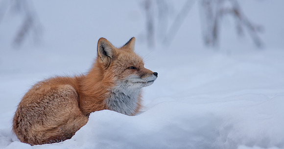 Snow Grumpy-7401-2