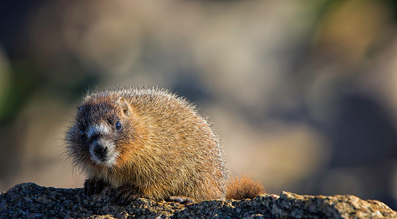 Marmot Baby-9853-1