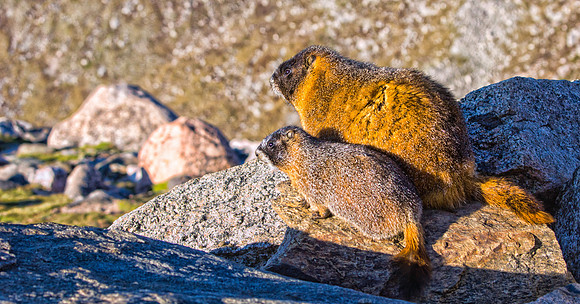 Baby Marmot with Parent-7789-