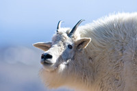 Mountain Goats