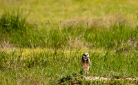 Burrowing Owl-3176