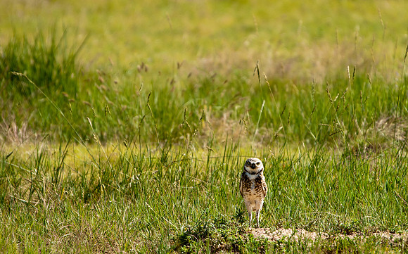 Burrowing Owl-3176