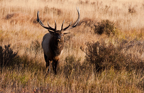 Bull-3977