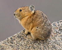 Mt Evans 8-21 (273)