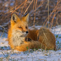 _DSC7494