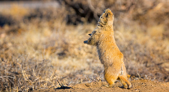 Prairie Dog Dancing-3307-3037