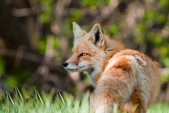 Red Fox-3063