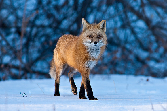 Red Fox-00137