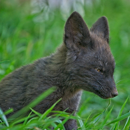 Fox Kits-0180