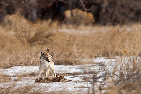 Coyote-9635.jpg
