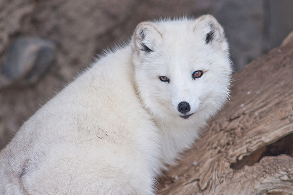 Arctic Fox-9064.jpg