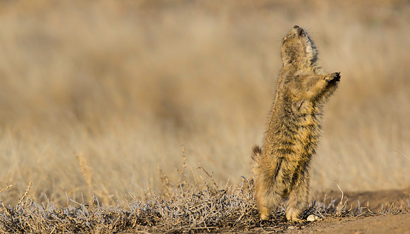 Dancing Prairie Dog-3060