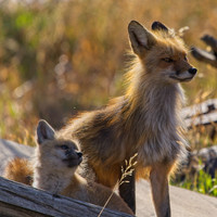 Foxes-photos
