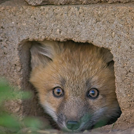 Fox Kits-6917_Export
