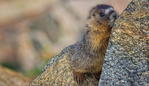 Marmot Baby-9260-1