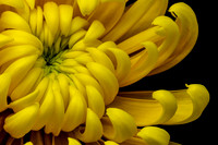 Floral Macro-06208