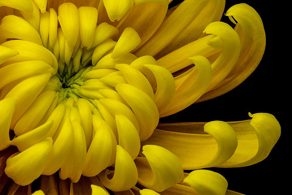 Floral Macro-06208