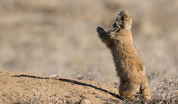 Dancing Prairie Dog-3167