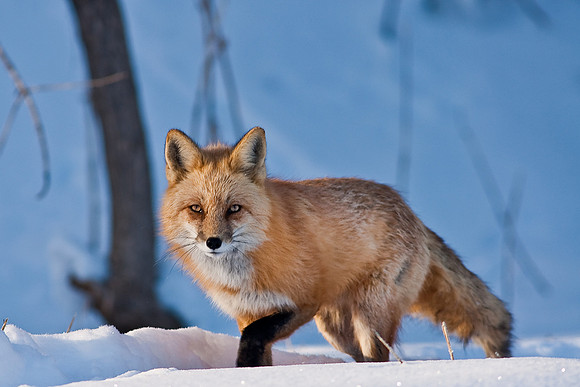 Red Fox-00174