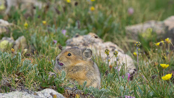 Pika & Purple Flower-1385