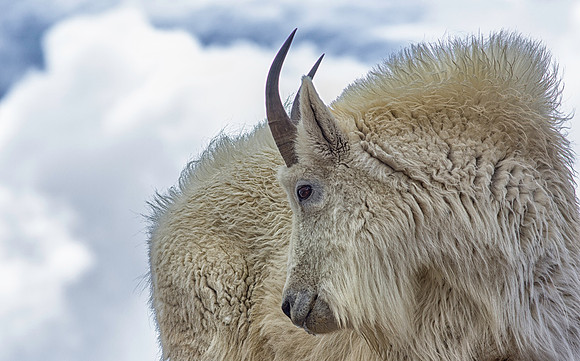 Billy Goat-8758-1