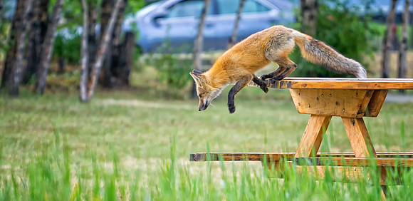 Red Fox-5894-1