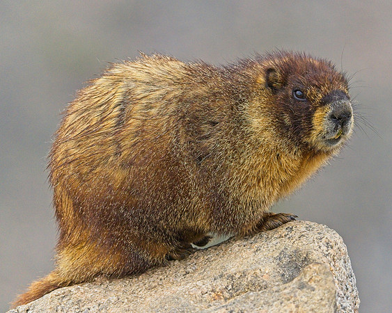 Mt Evans 8-21 (349)