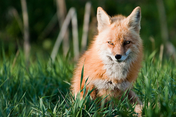 Red Fox-3102