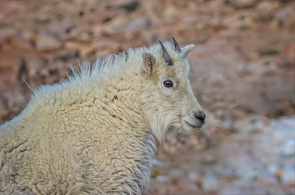 Mountain Goat Kid-5396-1