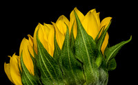 Floral Macro-06188