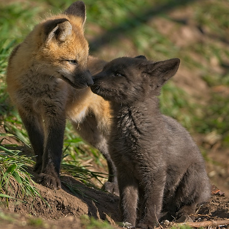 Fox Kit-7480