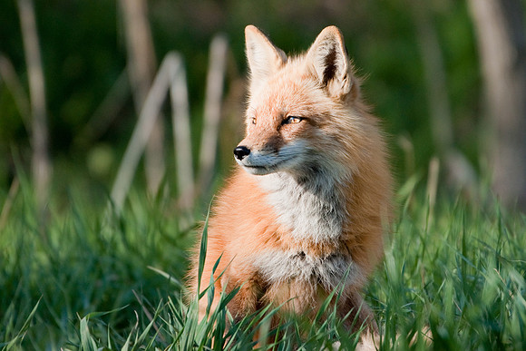 Red Fox-3111