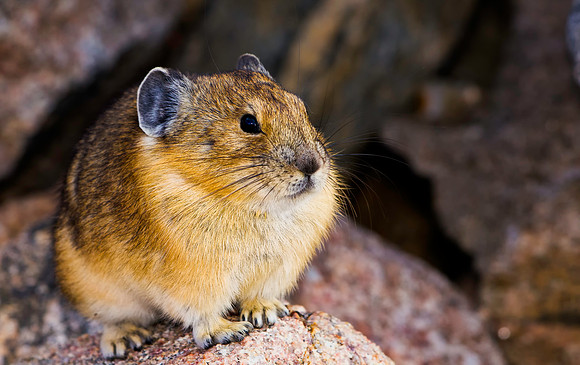 Pika-5511