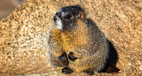 Baby Marmot-9810-
