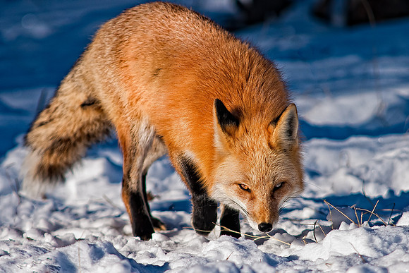 Fox-redo-7813
