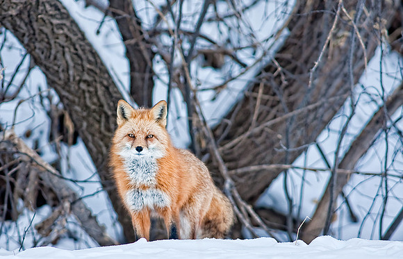 Fox-redo-7667