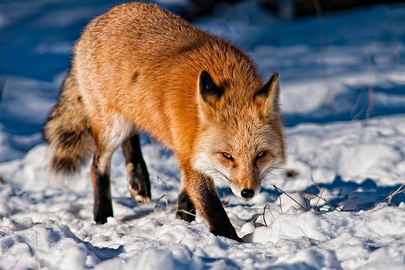 Fox-redo-7814