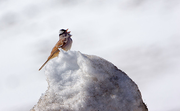 Alpine Bird-7373-1