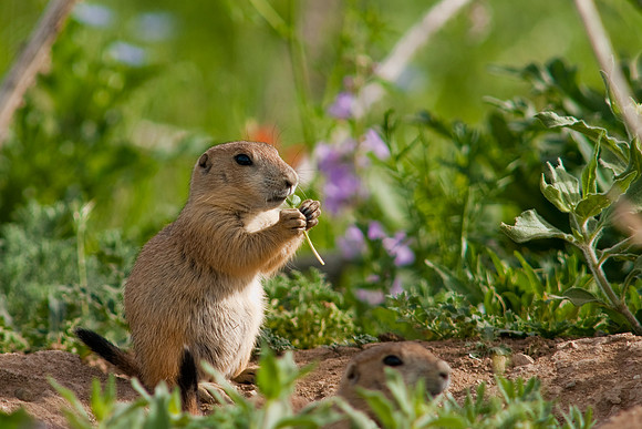 Prarie Dog-9840