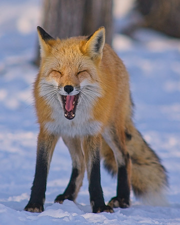 Red Fox-7836