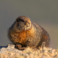 Badger_299