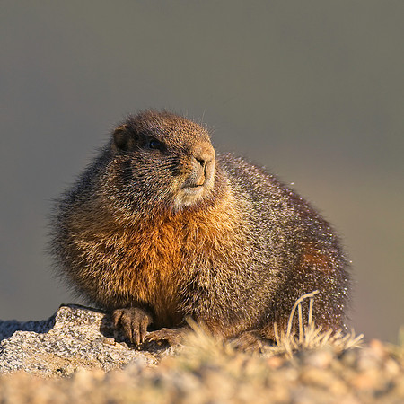 Badger_299
