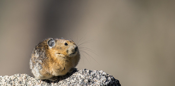 Pika-05209