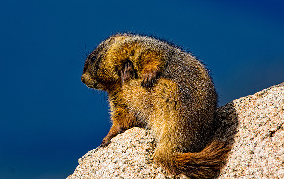 Marmot-3085-2