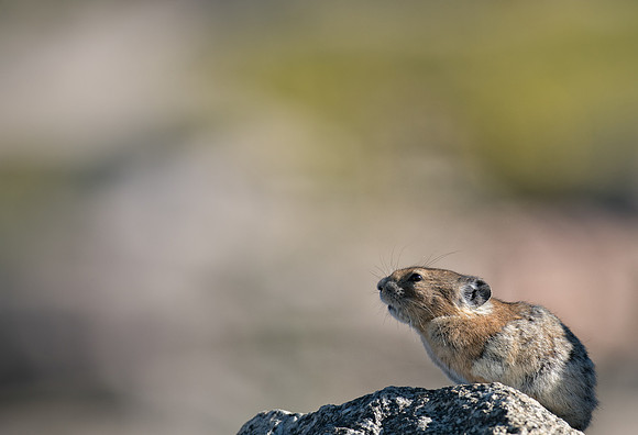 Pika Barking-03593