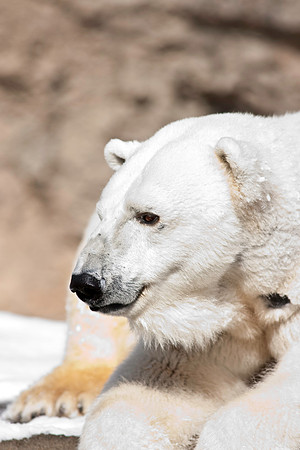 Polar Bear-9314.jpg
